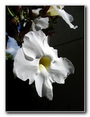 American-Orchid-Society-Delray-Beach-FL-010