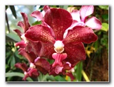 American-Orchid-Society-Delray-Beach-FL-017