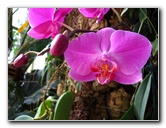 American-Orchid-Society-Delray-Beach-FL-021