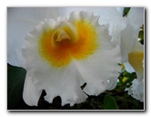 American-Orchid-Society-Delray-Beach-FL-024
