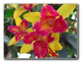 American-Orchid-Society-Delray-Beach-FL-026