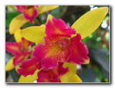 American-Orchid-Society-Delray-Beach-FL-027