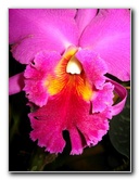 American-Orchid-Society-Delray-Beach-FL-030