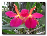 American-Orchid-Society-Delray-Beach-FL-036