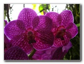 American-Orchid-Society-Delray-Beach-FL-037