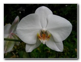 American-Orchid-Society-Delray-Beach-FL-040