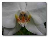 American-Orchid-Society-Delray-Beach-FL-041