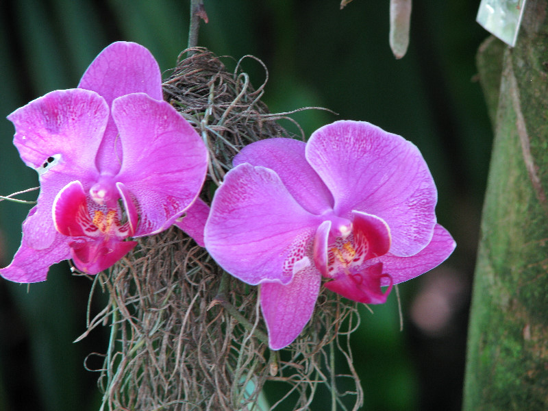 American-Orchid-Society-Summer-2008-037