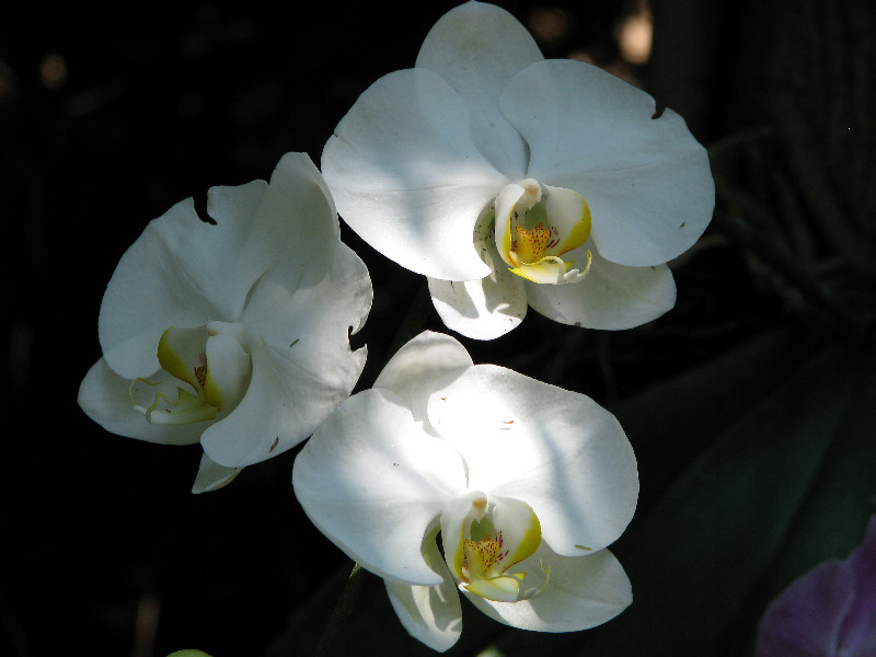American-Orchid-Society-Summer-2008-038