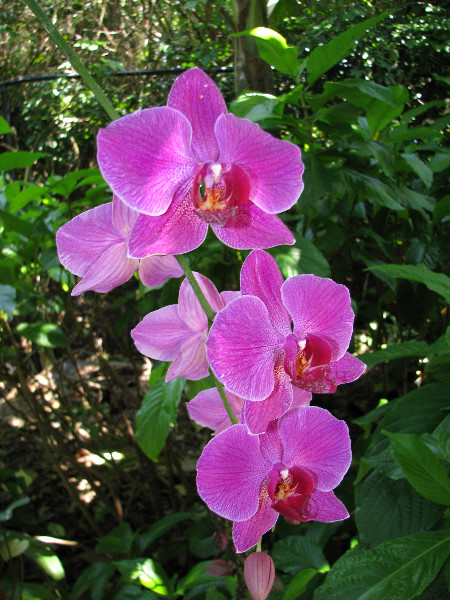 American-Orchid-Society-Summer-2008-039