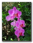 American-Orchid-Society-Summer-2008-039