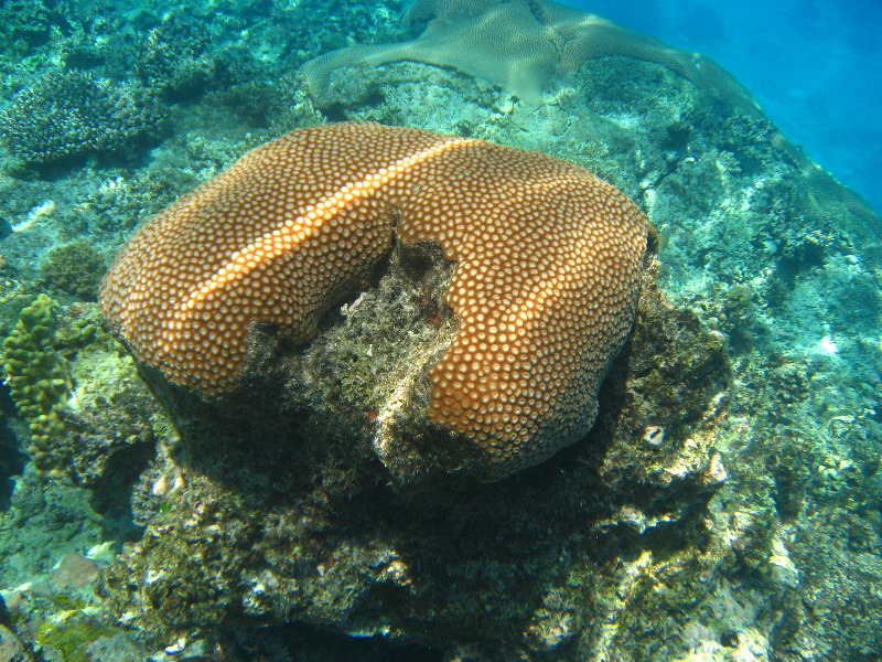 Fiji-Snorkeling-Underwater-Pictures-Amunuca-Resort-004