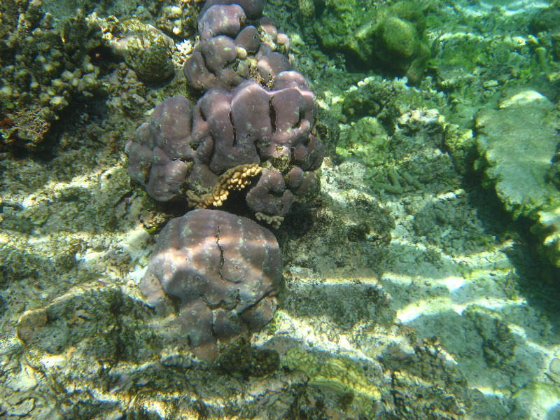 Fiji-Snorkeling-Underwater-Pictures-Amunuca-Resort-036