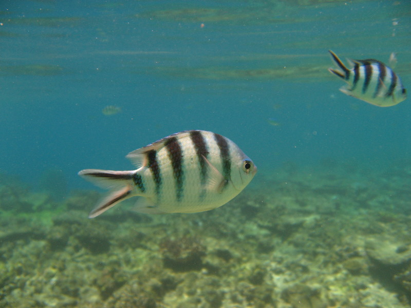 Fiji-Snorkeling-Underwater-Pictures-Amunuca-Resort-039