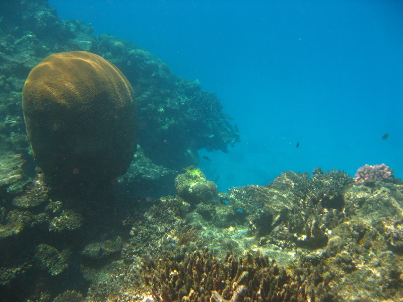 Fiji-Snorkeling-Underwater-Pictures-Amunuca-Resort-044