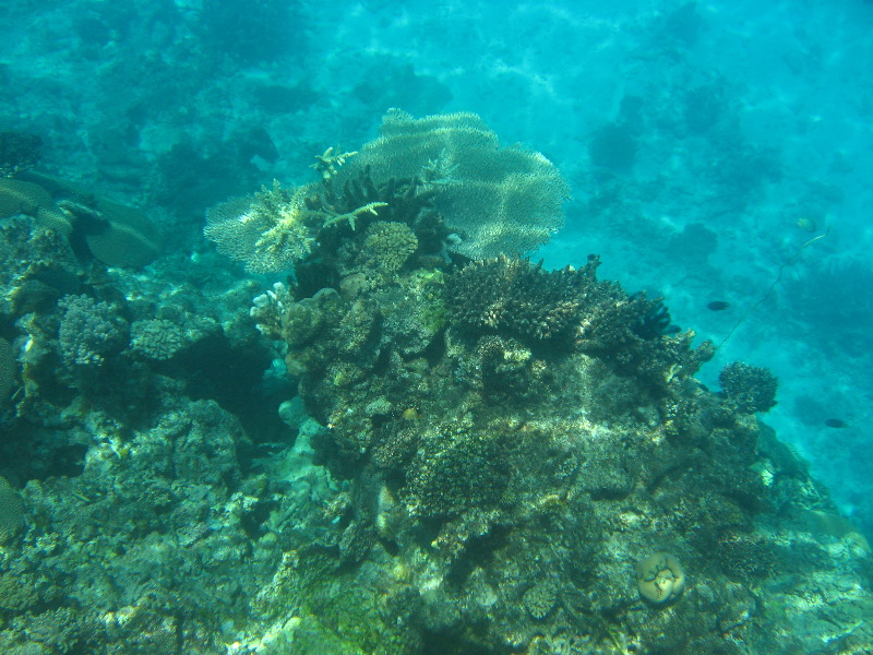 Fiji-Snorkeling-Underwater-Pictures-Amunuca-Resort-049