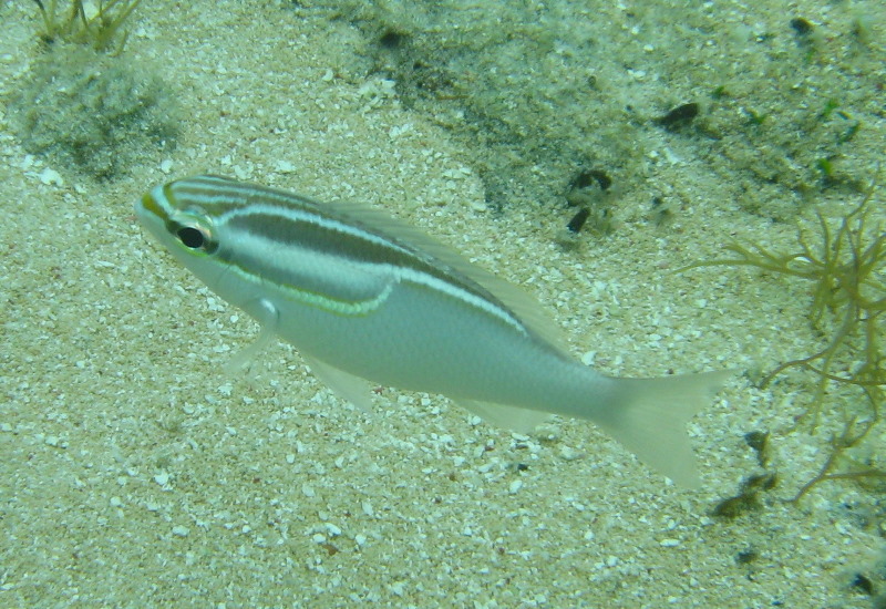 Fiji-Snorkeling-Underwater-Pictures-Amunuca-Resort-181