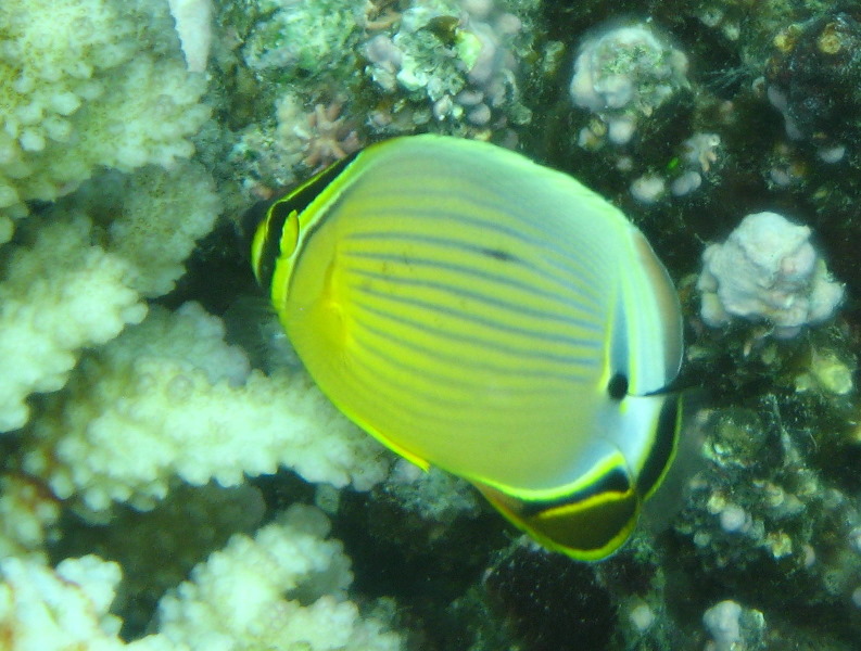 Fiji-Snorkeling-Underwater-Pictures-Amunuca-Resort-238