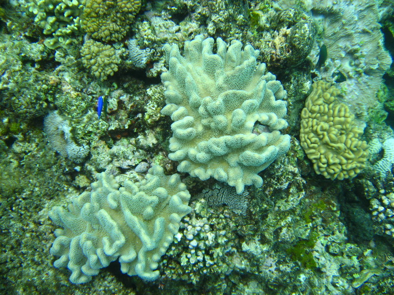 Fiji-Snorkeling-Underwater-Pictures-Amunuca-Resort-250