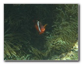 Fiji-Snorkeling-Underwater-Pictures-Amunuca-Resort-054