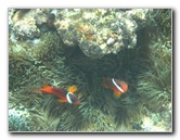Fiji-Snorkeling-Underwater-Pictures-Amunuca-Resort-056