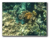Fiji-Snorkeling-Underwater-Pictures-Amunuca-Resort-057