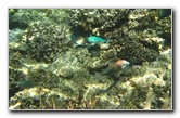 Fiji-Snorkeling-Underwater-Pictures-Amunuca-Resort-060