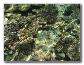 Fiji-Snorkeling-Underwater-Pictures-Amunuca-Resort-062