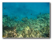 Fiji-Snorkeling-Underwater-Pictures-Amunuca-Resort-068