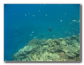 Fiji-Snorkeling-Underwater-Pictures-Amunuca-Resort-076