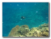 Fiji-Snorkeling-Underwater-Pictures-Amunuca-Resort-077
