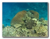 Fiji-Snorkeling-Underwater-Pictures-Amunuca-Resort-078