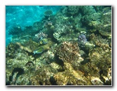 Fiji-Snorkeling-Underwater-Pictures-Amunuca-Resort-081