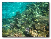 Fiji-Snorkeling-Underwater-Pictures-Amunuca-Resort-082