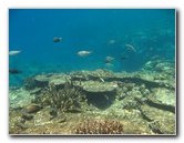 Fiji-Snorkeling-Underwater-Pictures-Amunuca-Resort-086