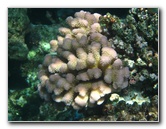 Fiji-Snorkeling-Underwater-Pictures-Amunuca-Resort-089