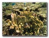 Fiji-Snorkeling-Underwater-Pictures-Amunuca-Resort-097