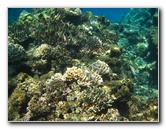 Fiji-Snorkeling-Underwater-Pictures-Amunuca-Resort-098
