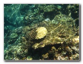 Fiji-Snorkeling-Underwater-Pictures-Amunuca-Resort-100