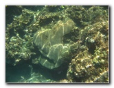 Fiji-Snorkeling-Underwater-Pictures-Amunuca-Resort-102