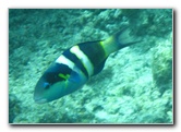 Fiji-Snorkeling-Underwater-Pictures-Amunuca-Resort-307