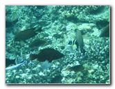 Fiji-Snorkeling-Underwater-Pictures-Amunuca-Resort-308
