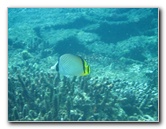 Fiji-Snorkeling-Underwater-Pictures-Amunuca-Resort-309