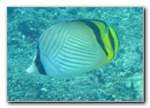 Fiji-Snorkeling-Underwater-Pictures-Amunuca-Resort-310