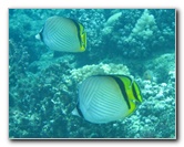 Fiji-Snorkeling-Underwater-Pictures-Amunuca-Resort-311