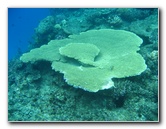 Fiji-Snorkeling-Underwater-Pictures-Amunuca-Resort-312