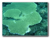 Fiji-Snorkeling-Underwater-Pictures-Amunuca-Resort-313