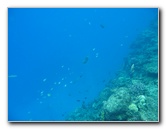 Fiji-Snorkeling-Underwater-Pictures-Amunuca-Resort-315