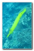 Fiji-Snorkeling-Underwater-Pictures-Amunuca-Resort-317