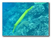 Fiji-Snorkeling-Underwater-Pictures-Amunuca-Resort-318
